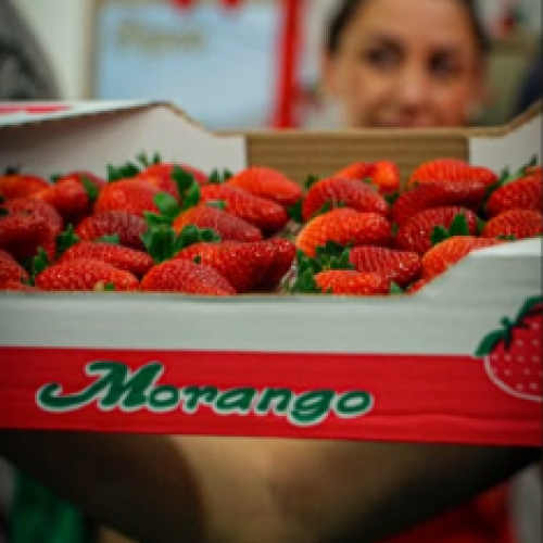Festa do Morango de Monte Alegre do Sul entra na sua última semana com uma programação especial