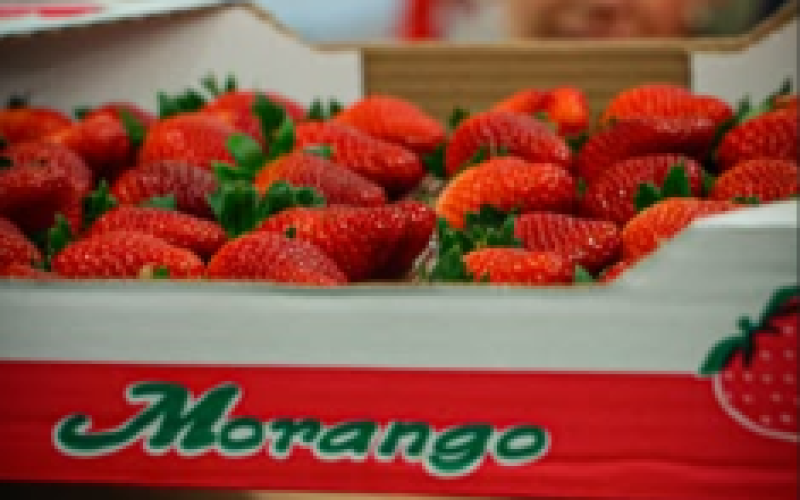 Festa do Morango de Monte Alegre do Sul entra na sua última semana com uma programação especial