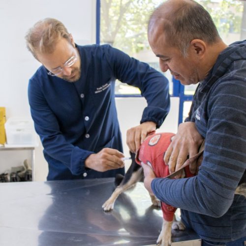 VACINAÇÃO ANTIRRÁBICA: AGENDAMENTO JÁ ESTÁ ABERTO EM JAGUARIÚNA