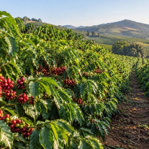 Ouro negro: o café nas raízes de Pedreira