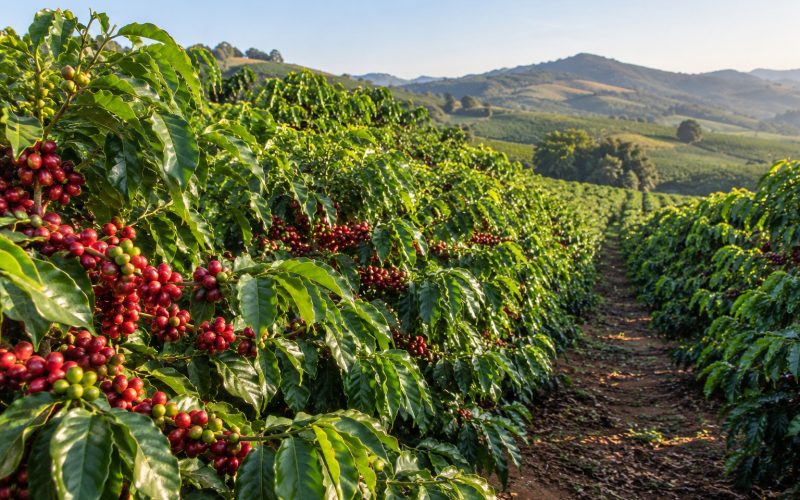 Ouro negro: o café nas raízes de Pedreira